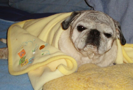 Caring for an incontinent pug